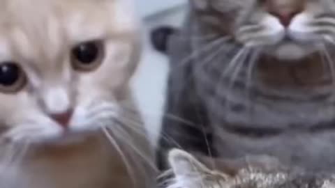 #Cat video’s #pet# cat’s #short’s