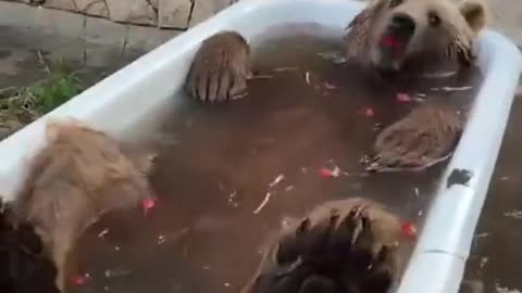 Funny bear bathing .......