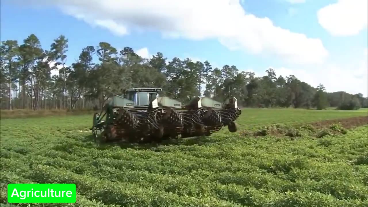 Land Processing and Modern Peanut Farming‼️💯