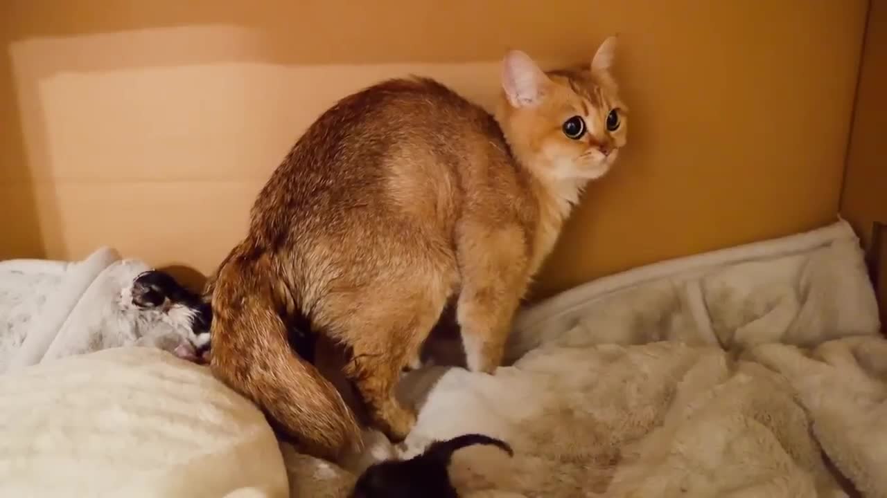 The moment of birth of three kittens