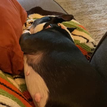 Sound asleep Boston terrier