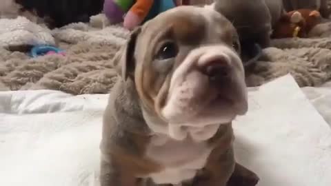 Singing puppy