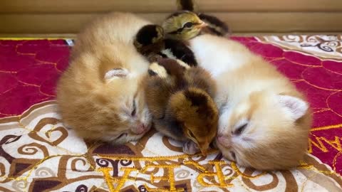 Cute kittens sleeping with chicks - cat's cutest moments