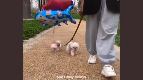 Funny Cat And Dog
