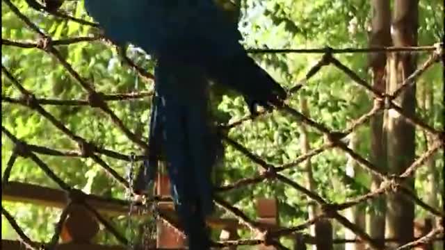 Climbing a netting wild peacock with its beak