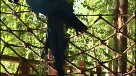 Climbing a netting wild peacock with its beak