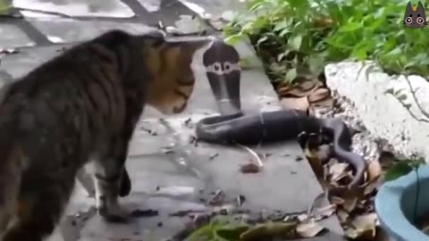 Cats-vs-animals-compilation