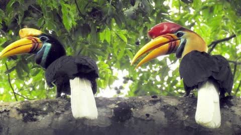 Sulawesi Hornbill