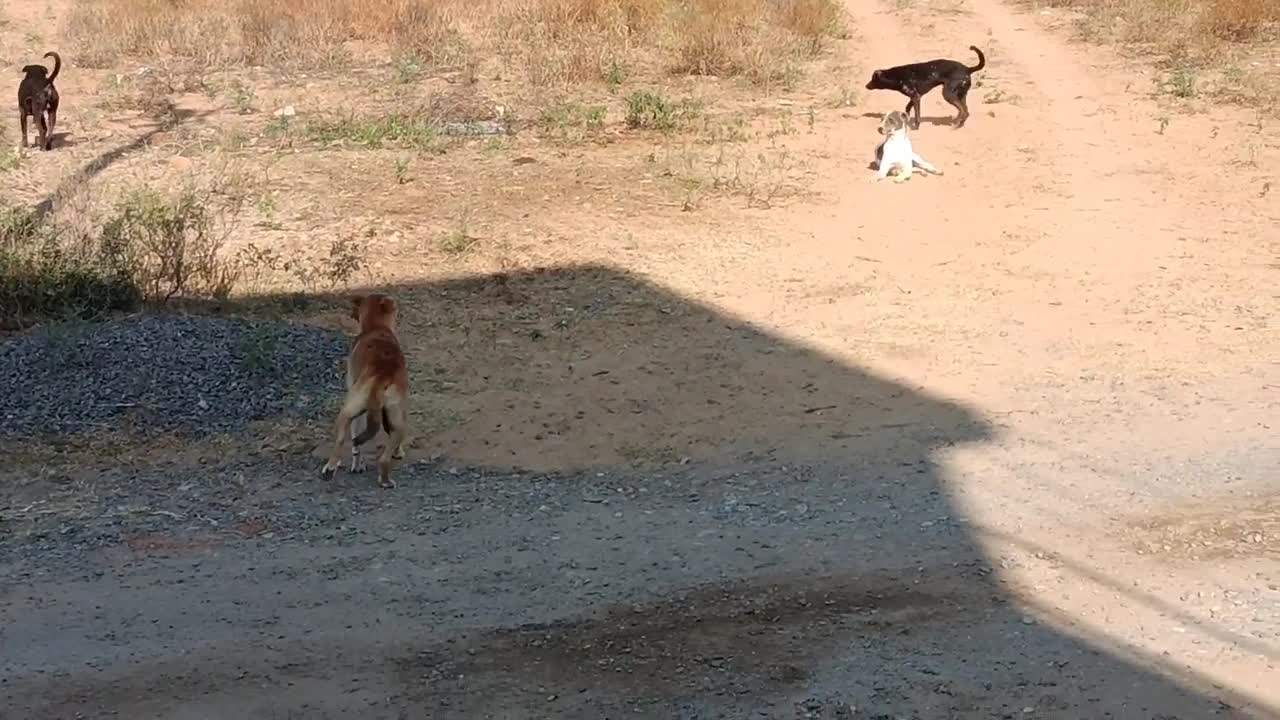 Stray dogs separating two locked dogs on the street