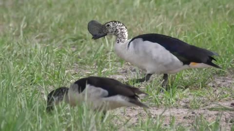 Foraging Egyptian Sacred Ibis