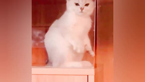 Funny cute cat