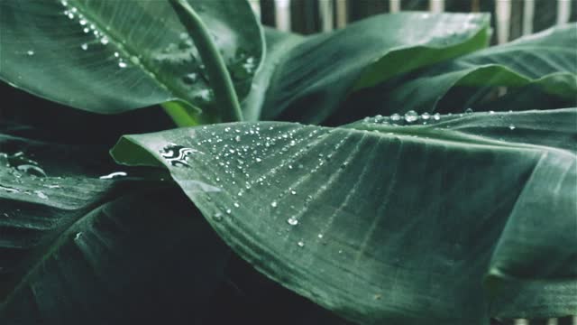 Nature's refreshment