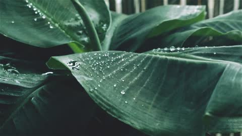 Nature's refreshment