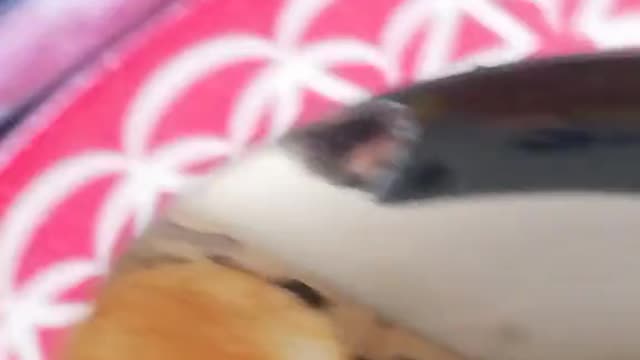 We successfully removed a HUGE tumor from this tiny hamster