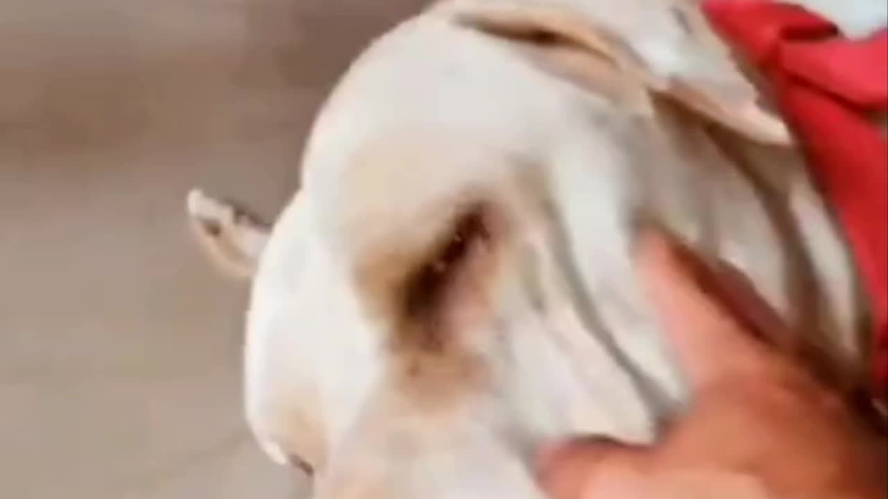 Dreaming Dog 🐕 sings in her sleep