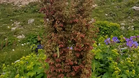 An interesting species of plateau flowers.