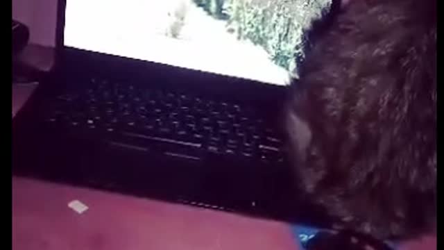 A troublemaker cat