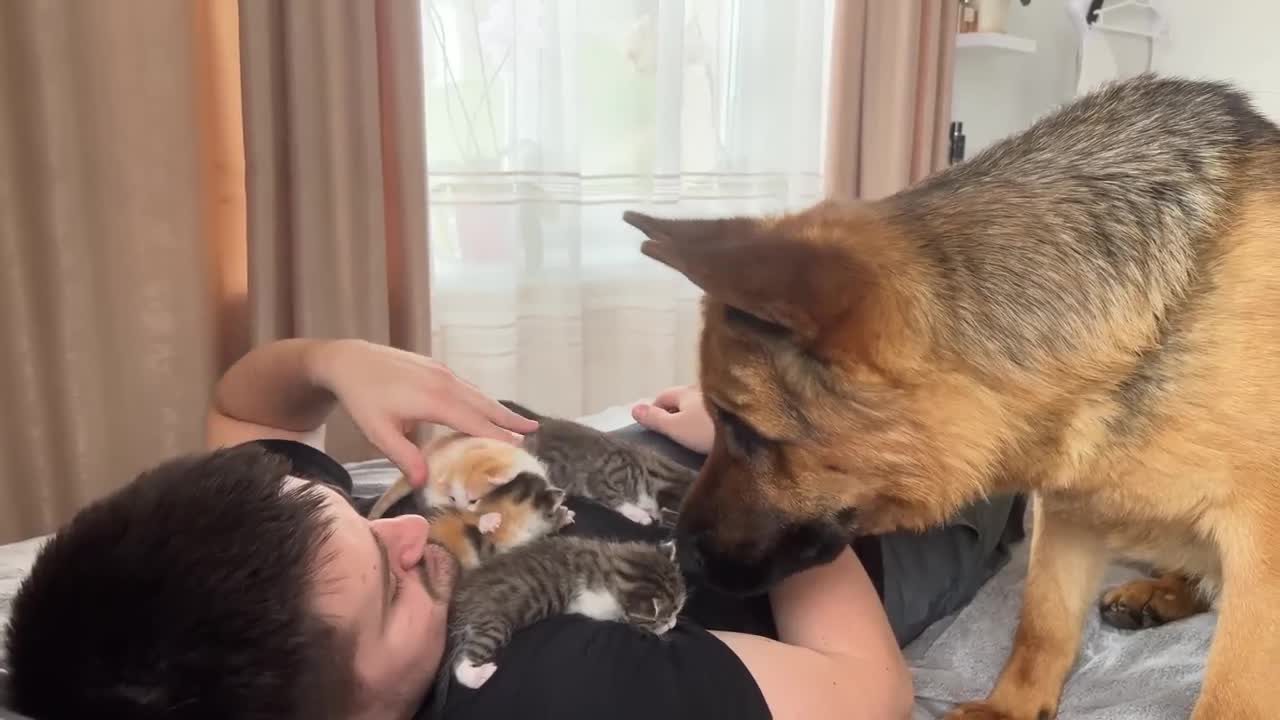 German Shepherd Confused by Tiny Kittens on Human Dad's Chest