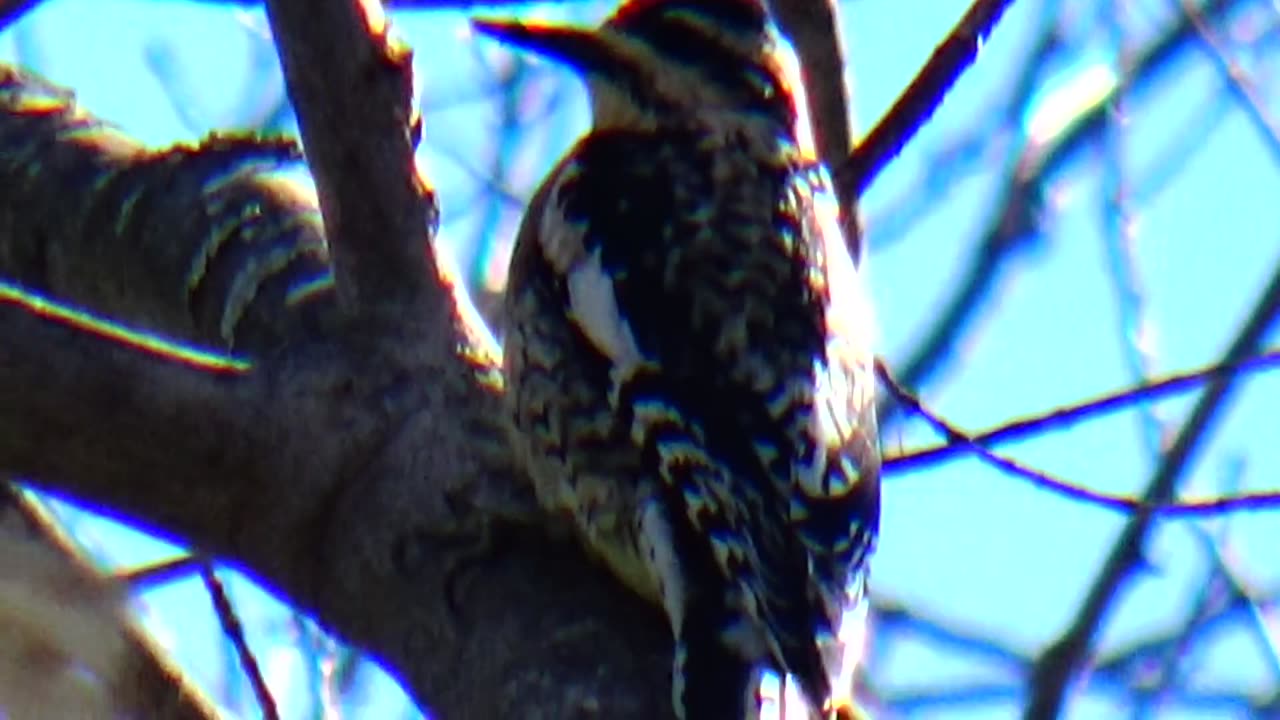 Yellow-bellied sapsucker