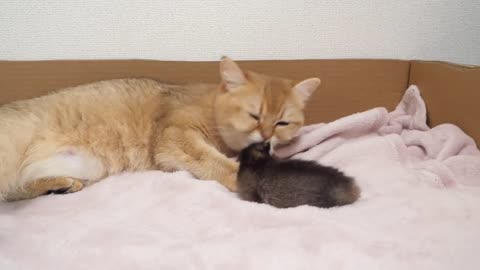 Mother cat loves her sweet pie so much