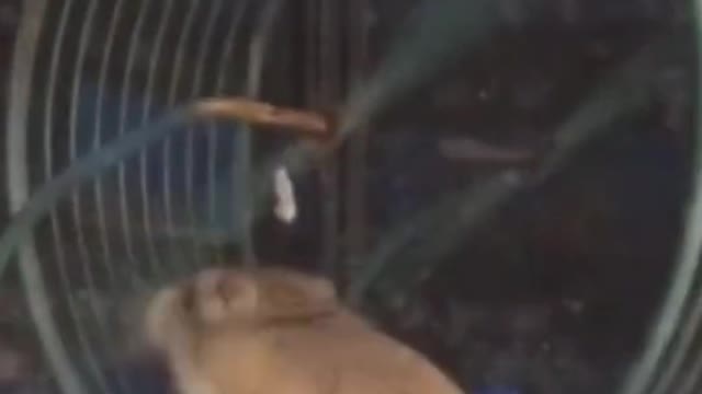 It's funny how silly hamster makes his friends spin around