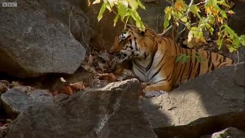 Mother avid Attenborough - Tiger Spy in the Jungle - BBC Earth_Cut