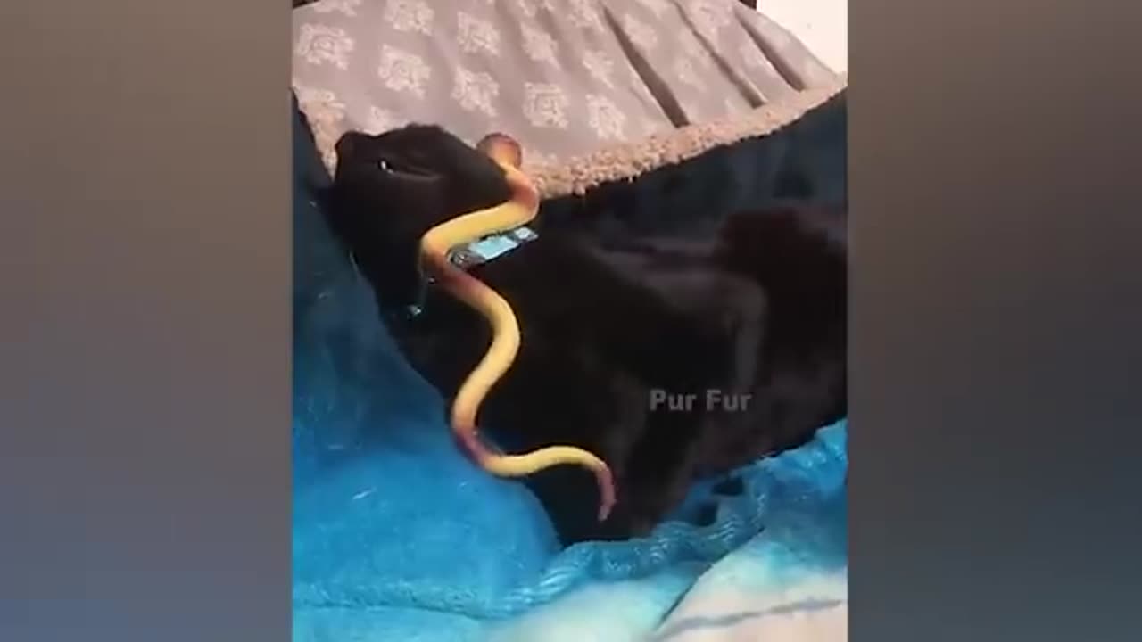 Cats and Dogs 2023 / Funny animal videos