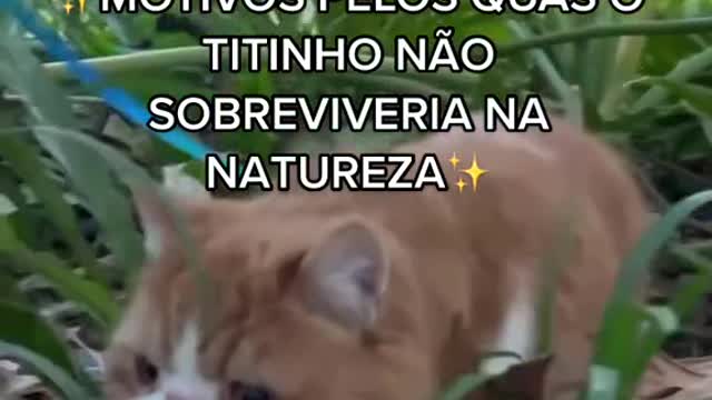 Voces acham que ele ia sobreviver? 🤪