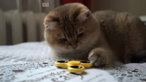 Fidget spinner & Hosico