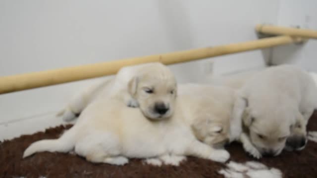 GOLDEN RETRIEVER DU HAUT FLECHERAY(51)