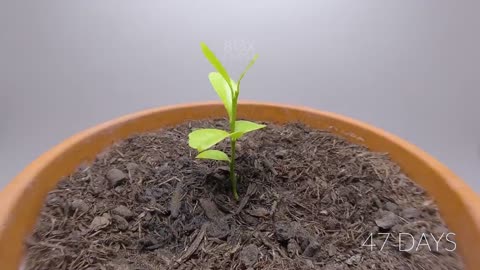 984 days in 8 minutes - Growing Plants Time-lapse Compilation