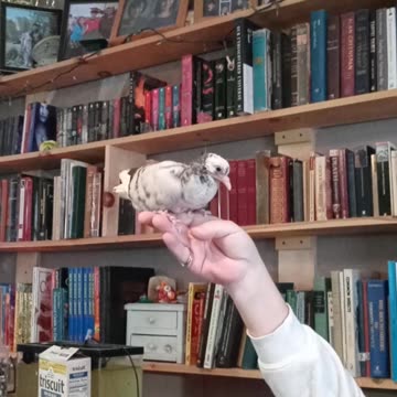 Flock it Farm: The Pigeon King