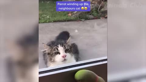 Funny Animals Short Video
