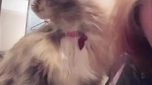 Cat Does What To Clean Hair!?
