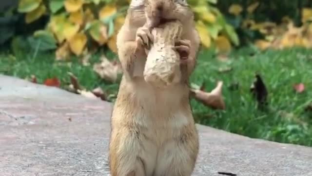 cute squirrel watch this video very funny squirrel