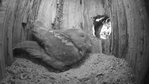 Tawny Owl Luna's Tragic Loss Has a Happy Ending🦉