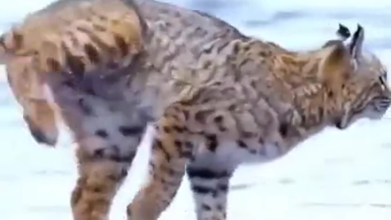 Cat crossed the river in one jump #shorts #viral #shortsvideo #video