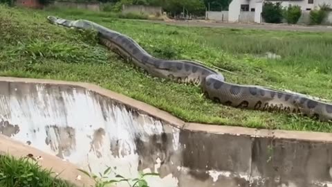 Giant anaconda in Brazil 😳😮