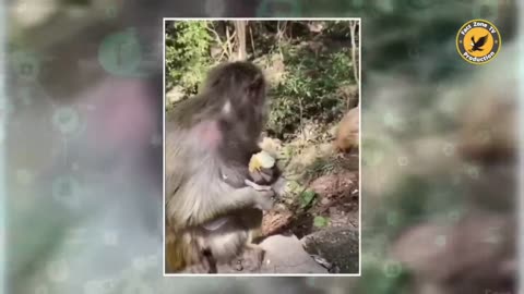 New animal funny video 😂