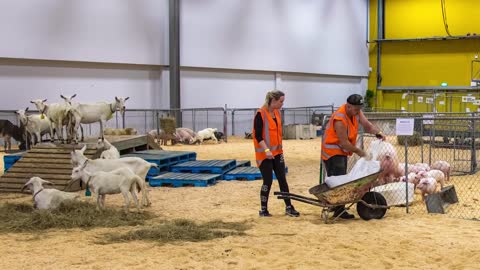 Auckland Royal Easter Show New Zealand (Part 2 - Animals)