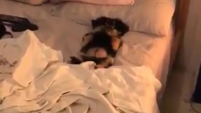 Uma fascinante visão dos bastidores dos cães