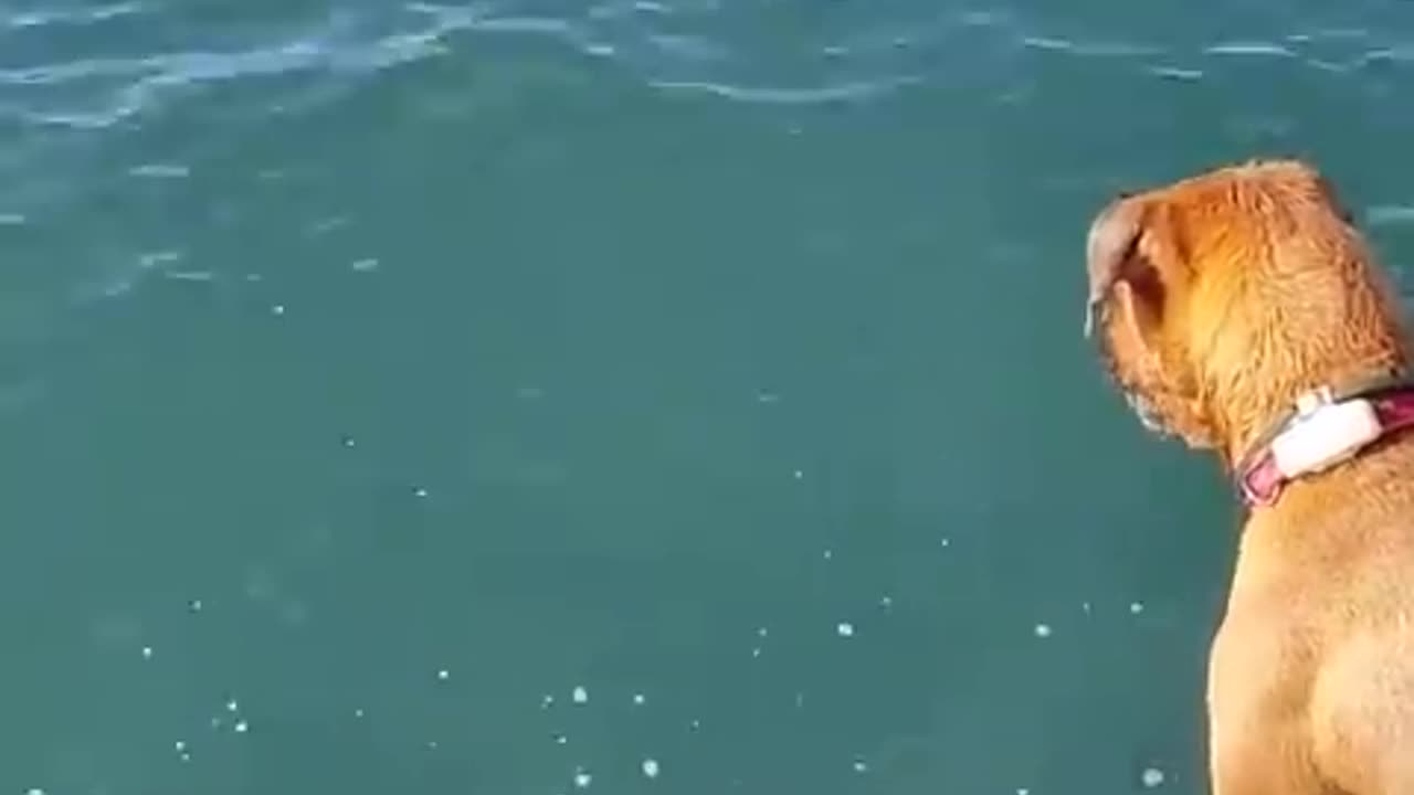 Dog diving for stone