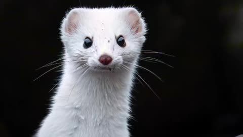 A mysterious White Weasel? #nature#wildanimals#view