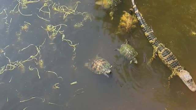 Turtles Surround Baby Alligator