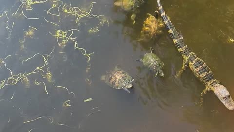 Turtles Surround Baby Alligator