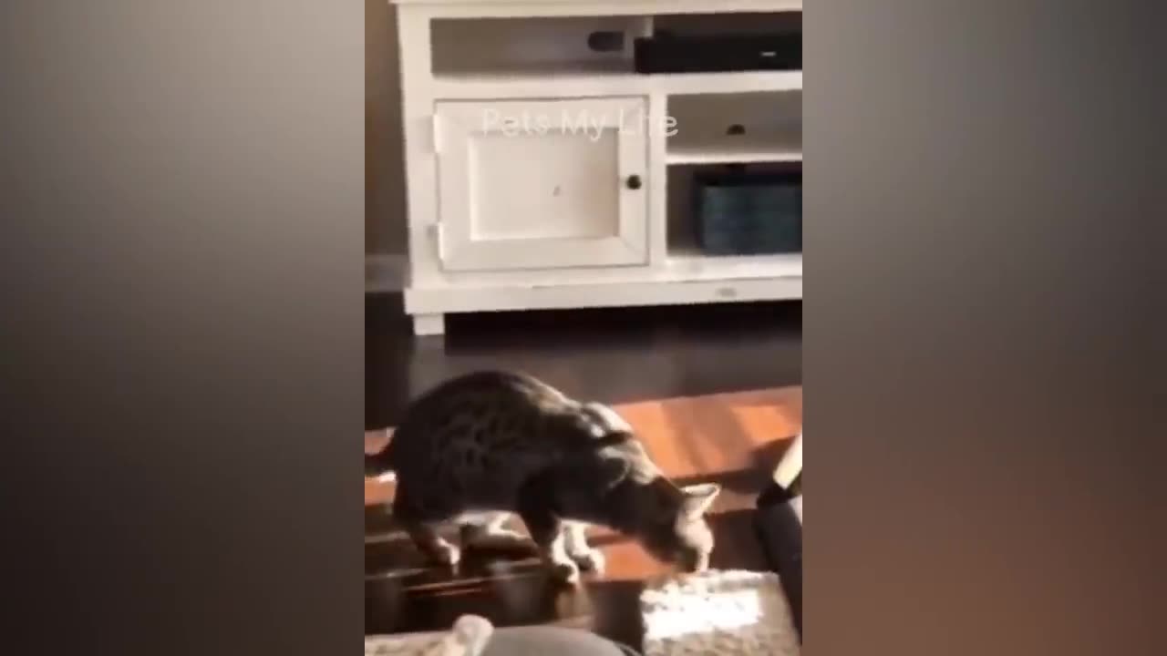 New Funny Animals Dogs 🐶 and Cats 😺 2023•|•
