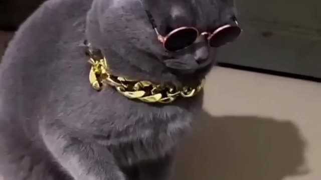 Cat lover