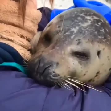 Sea cat hug anyone more love |Funny animal videos| try not to laugh