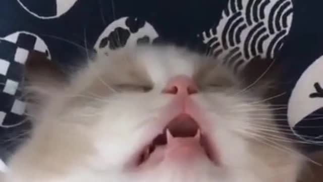 Cat sleeping like Humans