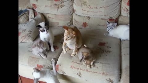 Funny & silly cats